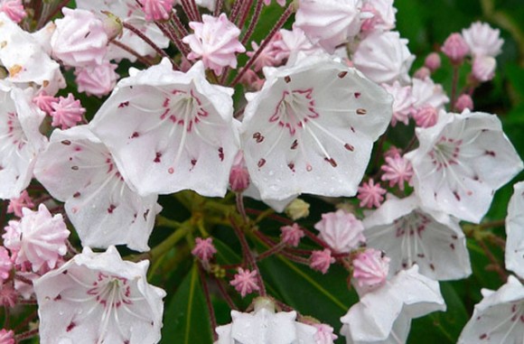 きれいな花には殺傷力 人を死に至らしめるほどの猛毒を持つ花 Greendays