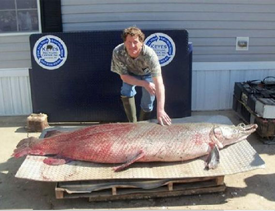 体重150キロ 肉食魚 アリゲーターガー の最大級クラスが釣り上げられる アメリカ にゃんこ先生日記