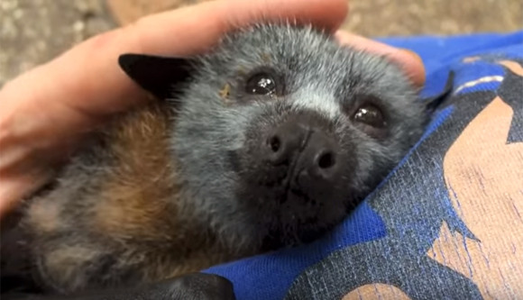 顔だけじゃなくそのなつきっぷりまで 空飛ぶ子犬かよ ってくらいコウモリの犬化が著しい件に関して まろのパパさんのﾌﾞﾛｸﾞ