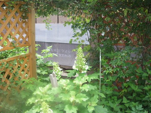 IMGP2008