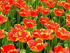 011