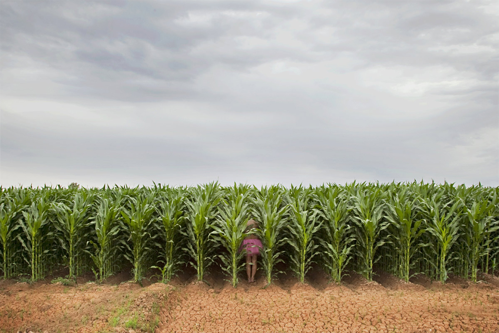 tutucornfield
