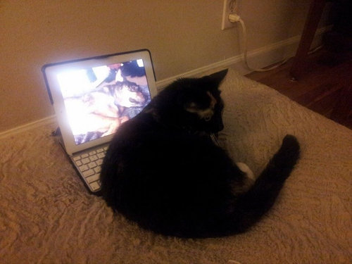 最愛の犬を亡くした猫がとった行動08