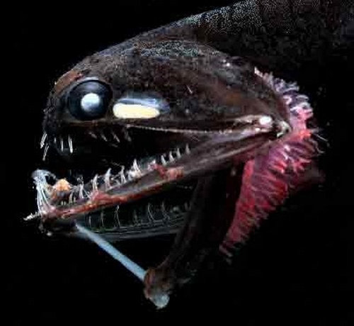深海の生き物01