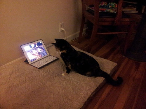 最愛の犬を亡くした猫がとった行動07