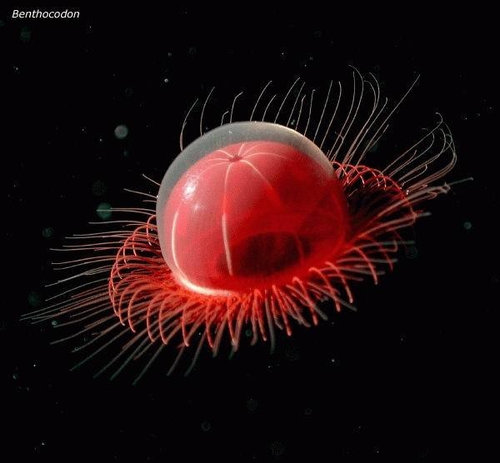深海の生き物13