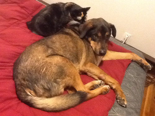 最愛の犬を亡くした猫がとった行動05