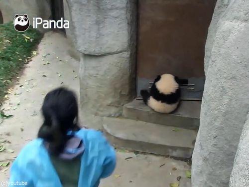 ドアストッパーな赤ちゃんパンダ04