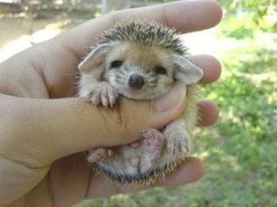クリックすると新しいウィンドウで開きます