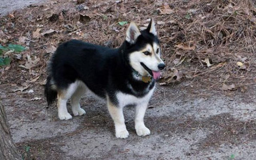 Mix犬について考えたこと てつわんトレーナーのブログ