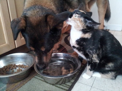 最愛の犬を亡くした猫がとった行動04