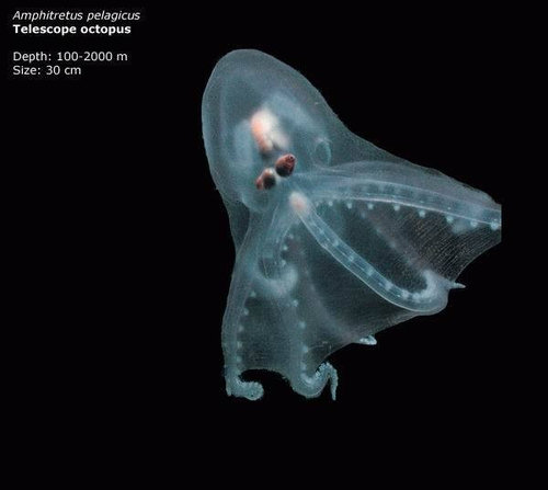 深海の生き物16