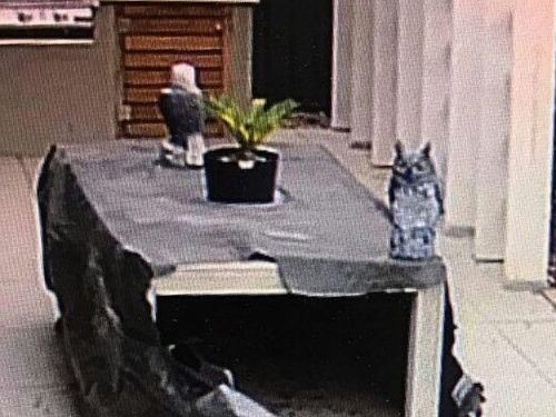 遠隔カメラでペットを確認03