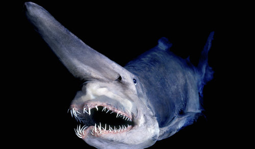 深海の生き物14