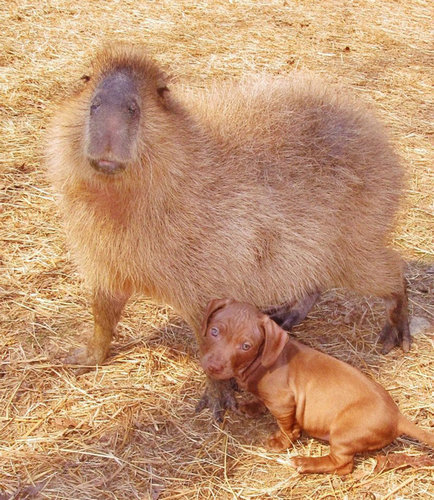 あまりにかわいい カピバラのお母さんが捨て犬の赤ちゃんを育てる さだの退屈