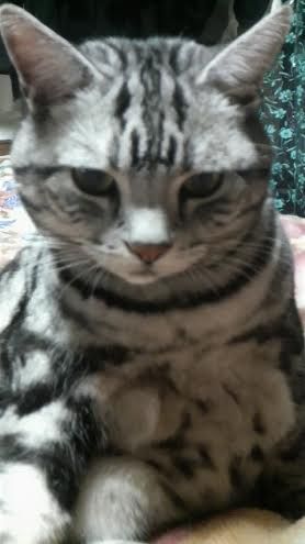 白馬迷子猫１