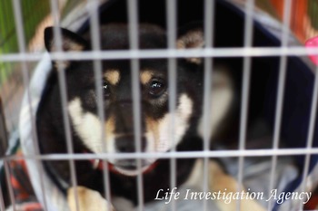 被災犬１