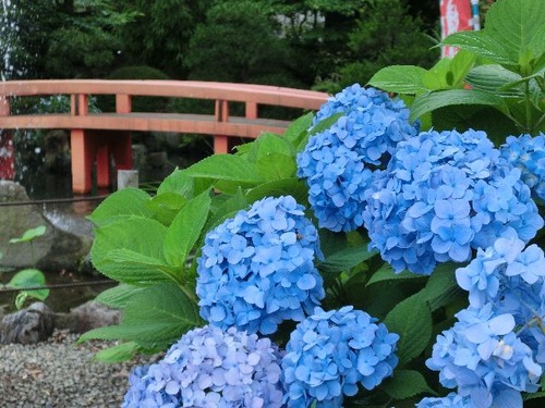 23高幡不動あじさい