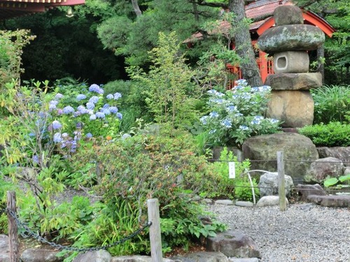 23高幡不動紫陽花