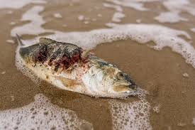 dead fish