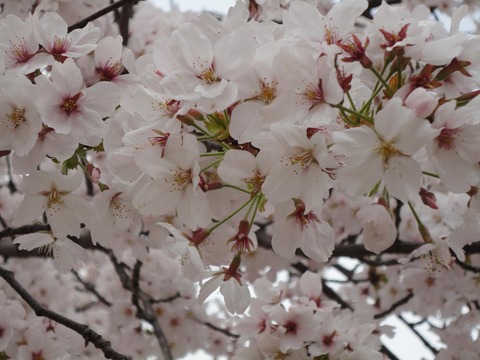 sakura2