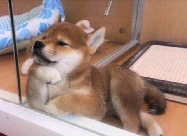 だって柴だもん 可愛いんだから仕方ない 柴犬たちをたっぷり堪能する写真集 まろのパパさんのﾌﾞﾛｸﾞ