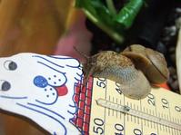 18日　ツムちゃんon 温度計