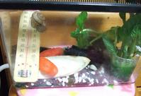 18日　ツムちゃんとつゆのホットシート