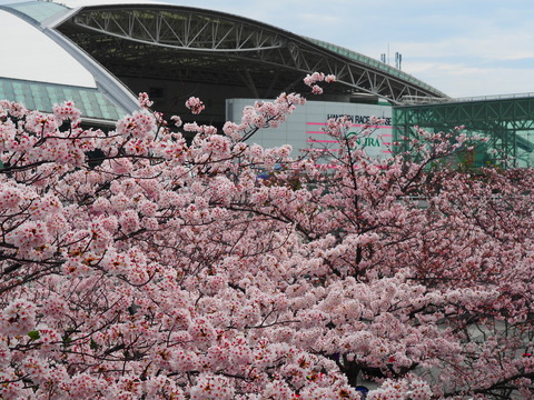 阪神競馬場の桜