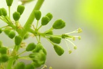 ぶどうの花
