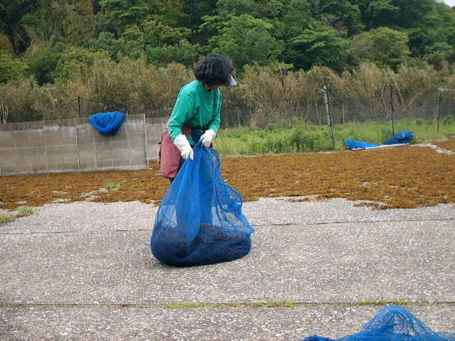 20100511hijikikutiaketoitigo 003