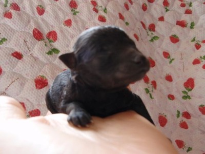 長野　トイプー　メス