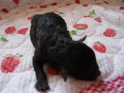 長野　トイプー　メス　シルバー