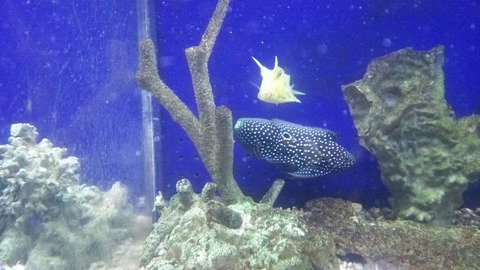 [画像:09c0f606-s.jpg]