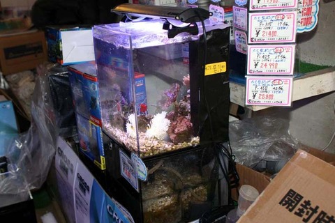 ニッソークロスミニ 日海バージョンｕｐフルセット ３０ｃｍ級タテキン 売れ くまぱぱのブログ