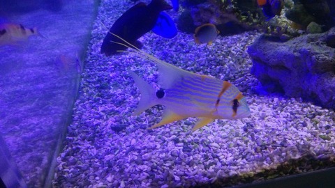 かっこいい お魚だよ くまぱぱのブログ