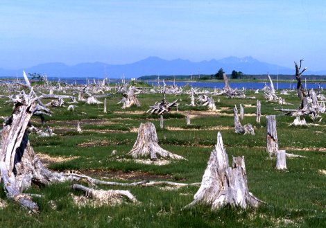 野村２