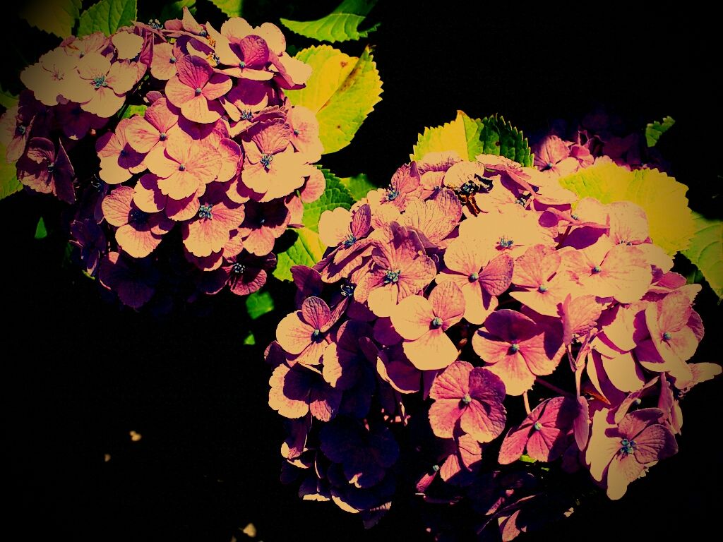 lento_20120626133304