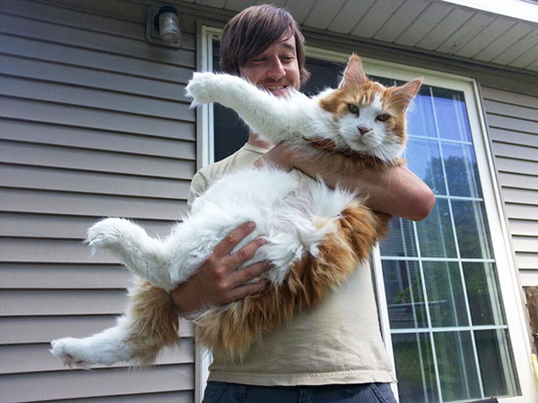 とても大きい猫の画像 27