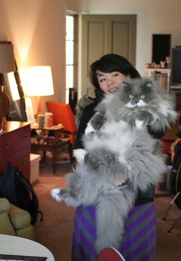 とても大きい猫の画像 33
