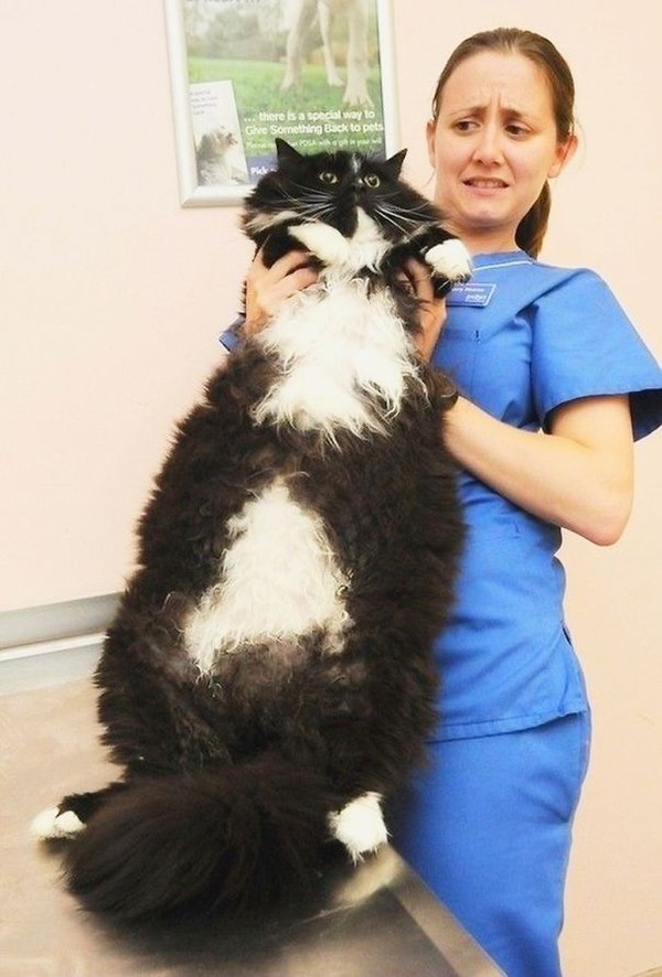 とても大きい猫の画像 40