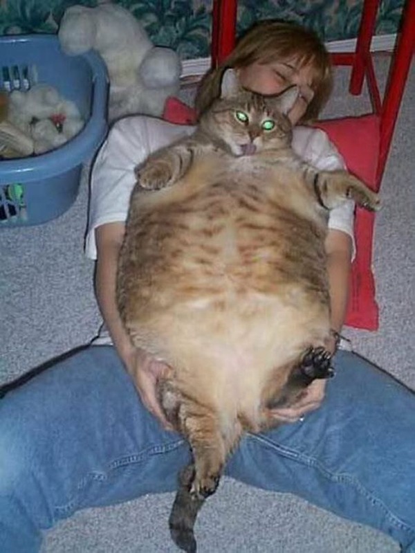 とても大きい猫の画像 41