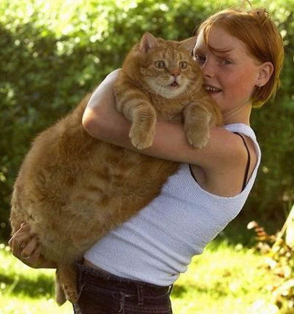 とても大きい猫の画像 37