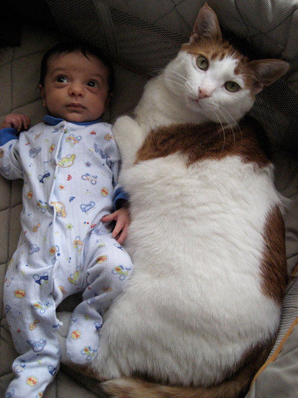 とても大きい猫の画像 28