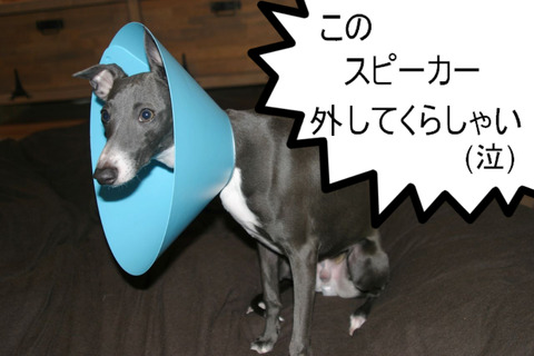 BlogPaint