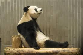 暇パンダ
