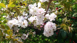 桜