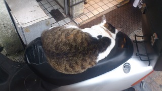 ネコ２