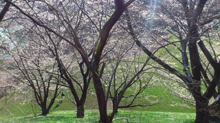 桜とミドリと野球と