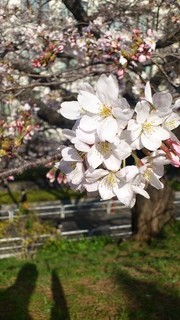桜近影